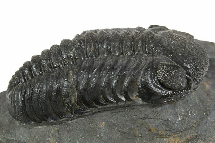 Detailed Austerops Trilobite - Ofaten, Morocco #345186